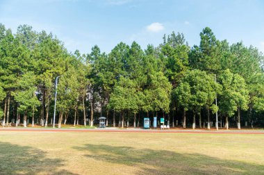 Yeşil şehir parkının güzel manzarası