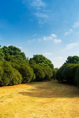 Yeşil şehir parkının güzel manzarası