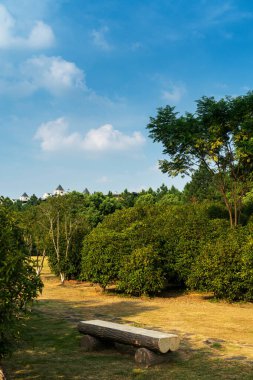 Güneşli günlerde parkların ağaçları