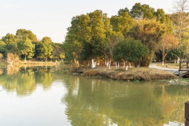 Parktaki göletin çevresi yemyeşil