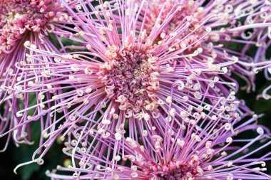 Bir buket kasımpatı. Çok renkli bir buket çiçek..