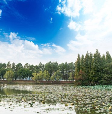 Parktaki göletin çevresi yemyeşil