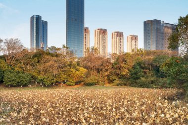 Şangay 'da modern bina geçmişi olan şehir parkı.