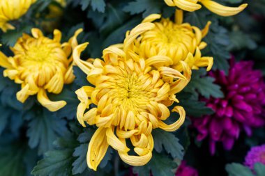 Bir buket kasımpatı. Çok renkli bir buket çiçek..