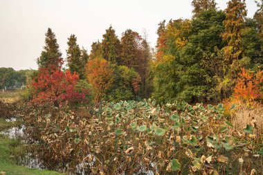 Beautiful colorful forest landscape in autumn season clipart