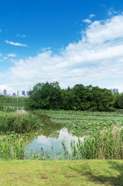 Parktaki göletin çevresi yemyeşil