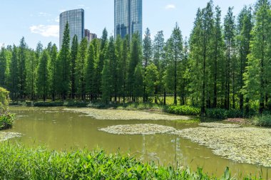 Parktaki göletin çevresi yemyeşil