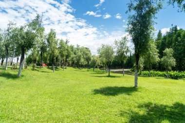 Yeşil şehir parkının güzel manzarası