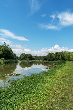 Parktaki göletin çevresi yemyeşil