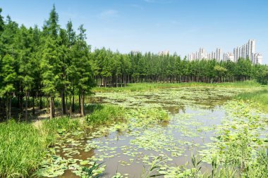 Parktaki göletin çevresi yemyeşil