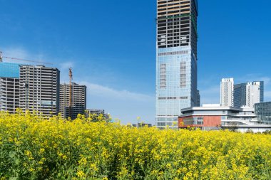 Şehir merkezi ve modern şehrin parkındaki çiçek tarlası.