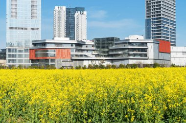 Şehir merkezi ve modern şehrin parkındaki çiçek tarlası.