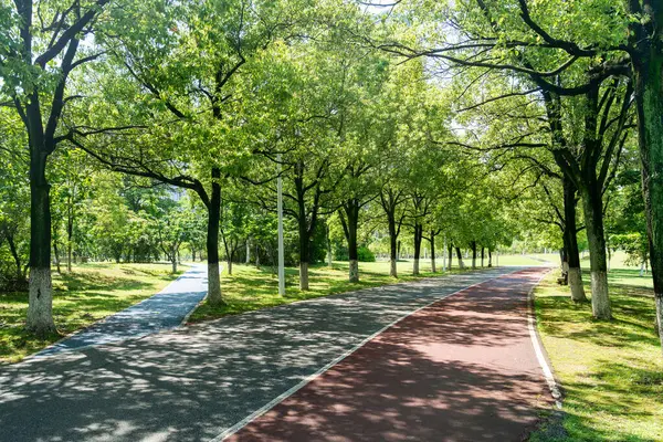 Yeni patika ve güzel ağaçlar parkta koşmak, yürümek ve bisiklete binmek için iz sürüyor. 