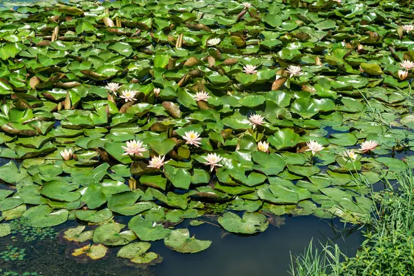 Havuzda bir güzel pembe nilüfer veya lotus çiçeği