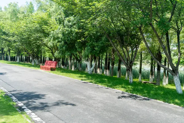 Yeni patika ve güzel ağaçlar parkta koşmak, yürümek ve bisiklete binmek için iz sürüyor. 