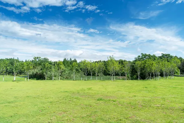 Yeşil şehir parkının güzel manzarası