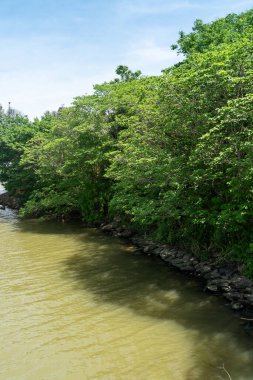 Parktaki göletin çevresi yemyeşil