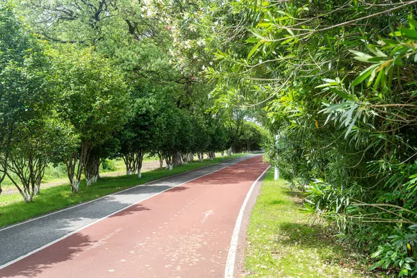 Yeni patika ve güzel ağaçlar parkta koşmak, yürümek ve bisiklete binmek için iz sürüyor. 