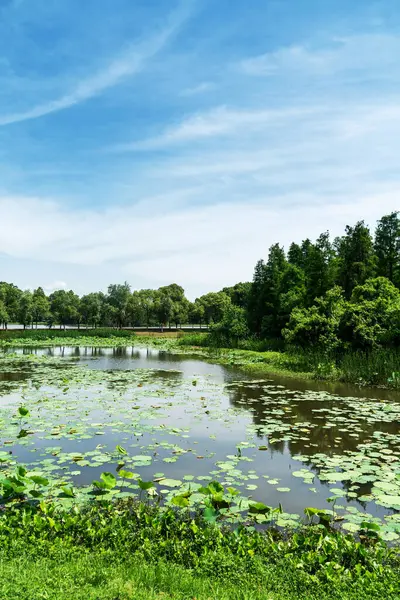 Parktaki göletin çevresi yemyeşil
