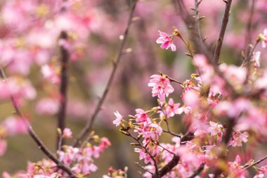İlkbaharda, kiraz çiçekleri tamamen açar.