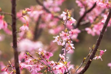 İlkbaharda, kiraz çiçekleri tamamen açar.