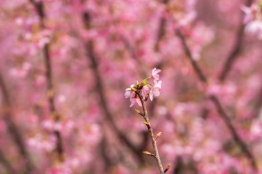 İlkbaharda, kiraz çiçekleri tamamen açar.