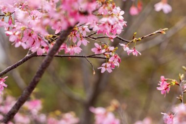 İlkbaharda, kiraz çiçekleri tamamen açar.