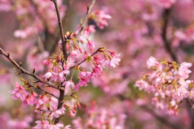 İlkbaharda, kiraz çiçekleri tamamen açar.