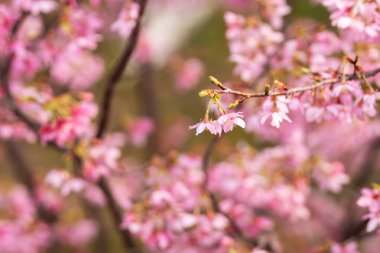 İlkbaharda, kiraz çiçekleri tamamen açar.