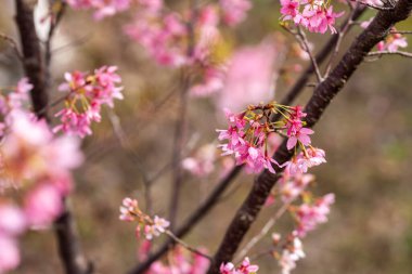 İlkbaharda, kiraz çiçekleri tamamen açar.