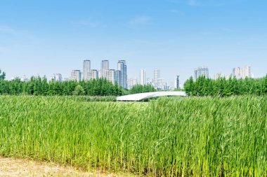 Bahar Parkı ve modern şehir