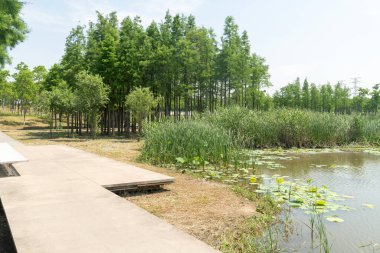 Çin 'deki Şehir Parkı yolu.