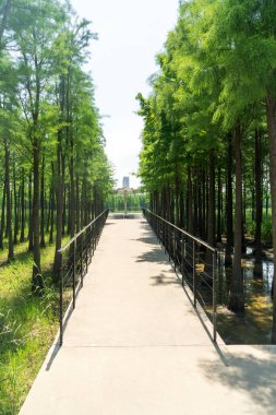 Çin 'deki Şehir Parkı yolu.