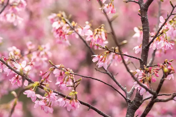 İlkbaharda, kiraz çiçekleri tamamen açar.