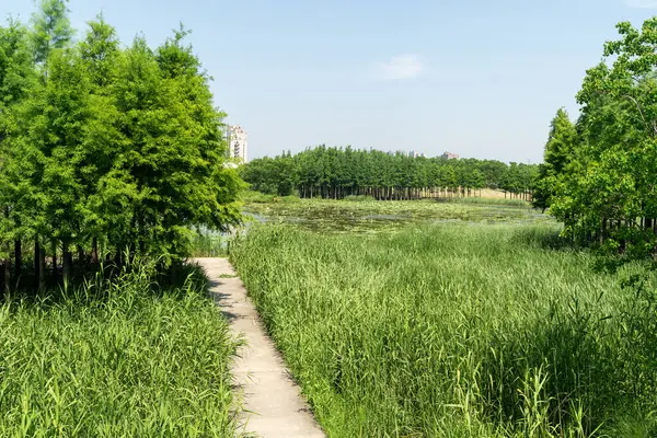 Çin 'deki Şehir Parkı yolu.