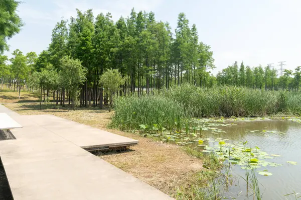 Çin 'deki Şehir Parkı yolu.