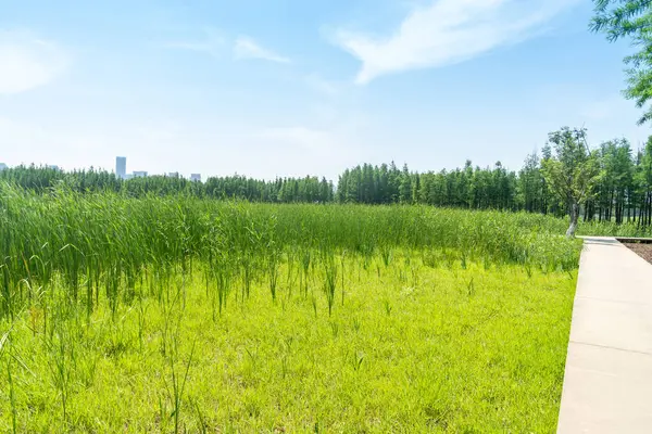 Bahar Parkı ve modern şehir