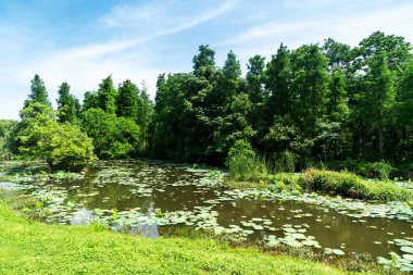Parktaki göletin çevresi yemyeşil