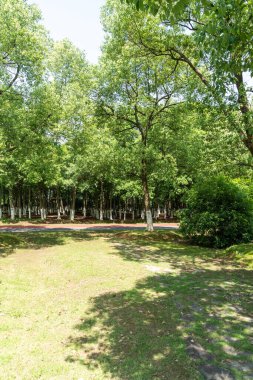 Yeşil şehir parkının güzel manzarası