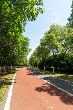 Yeni patika ve güzel ağaçlar parkta koşmak, yürümek ve bisiklete binmek için iz sürüyor. 