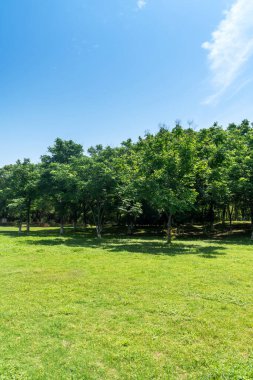 Yeşil şehir parkının güzel manzarası