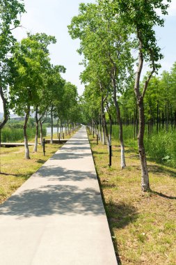 Çin 'deki Şehir Parkı yolu.