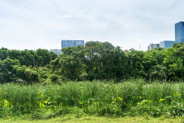 Şangay 'da modern bina geçmişi olan şehir parkı.