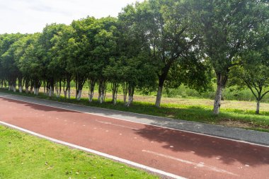 Yeni patika ve güzel ağaçlar parkta koşmak, yürümek ve bisiklete binmek için iz sürüyor. 
