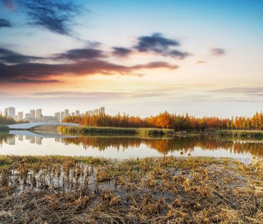 Sonbahar mevsiminde güzel renkli orman manzarası