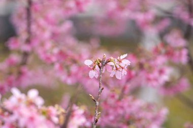 İlkbaharda, kiraz çiçekleri tamamen açar.