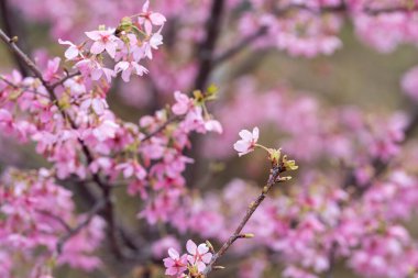 İlkbaharda, kiraz çiçekleri tamamen açar.