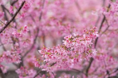 İlkbaharda, kiraz çiçekleri tamamen açar.