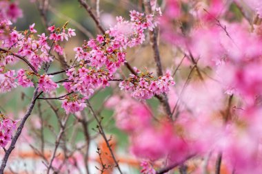 İlkbaharda, kiraz çiçekleri tamamen açar.