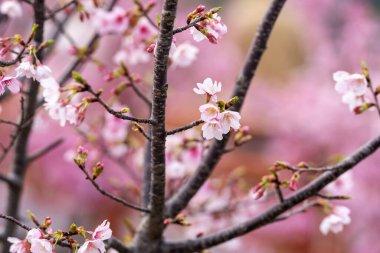 İlkbaharda, kiraz çiçekleri tamamen açar.